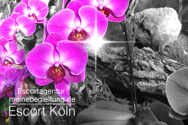 Escort Köln botanischer Garten